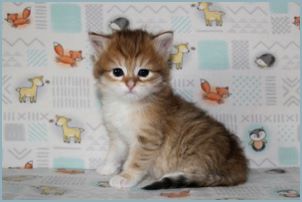 Female Siberian Kitten from Deedlebug Siberians 